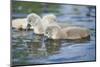 mute swan, Cygnus olor, fledglings, water, swim, close-up-David & Micha Sheldon-Mounted Photographic Print