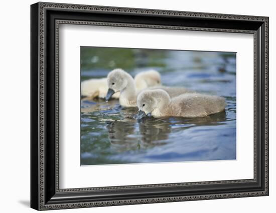 mute swan, Cygnus olor, fledglings, water, swim, close-up-David & Micha Sheldon-Framed Photographic Print