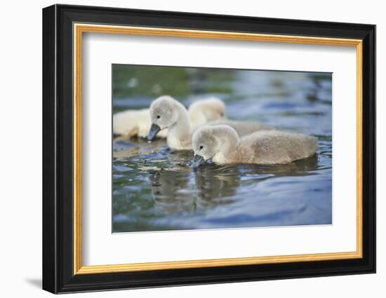 mute swan, Cygnus olor, fledglings, water, swim, close-up-David & Micha Sheldon-Framed Photographic Print