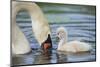 mute swan, Cygnus olor, fledglings, water, swim, close-up-David & Micha Sheldon-Mounted Photographic Print