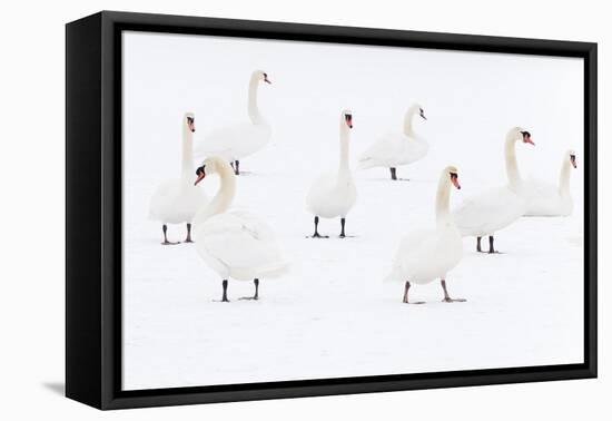 Mute Swan (Cygnus Olor) Flock Camouflaged on Winter Snow-Edwin Giesbers-Framed Premier Image Canvas