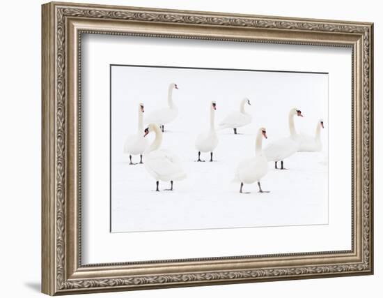 Mute Swan (Cygnus Olor) Flock Camouflaged on Winter Snow-Edwin Giesbers-Framed Photographic Print