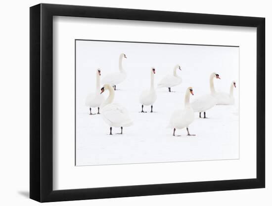 Mute Swan (Cygnus Olor) Flock Camouflaged on Winter Snow-Edwin Giesbers-Framed Photographic Print