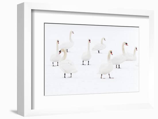 Mute Swan (Cygnus Olor) Flock Camouflaged on Winter Snow-Edwin Giesbers-Framed Photographic Print