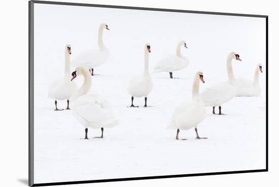 Mute Swan (Cygnus Olor) Flock Camouflaged on Winter Snow-Edwin Giesbers-Mounted Photographic Print