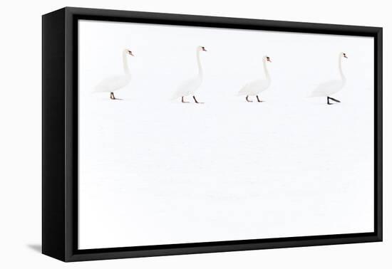 Mute Swan (Cygnus Olor) Group of Four Camouflaged Against Winter Snow-Edwin Giesbers-Framed Premier Image Canvas