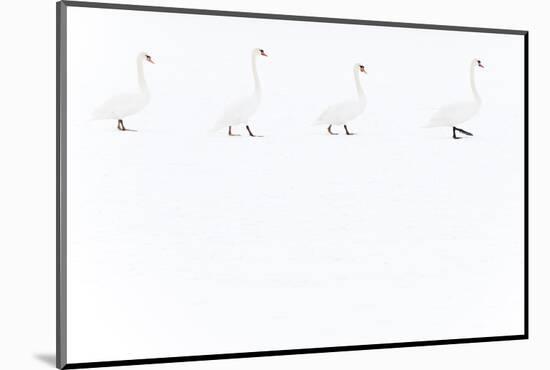 Mute Swan (Cygnus Olor) Group of Four Camouflaged Against Winter Snow-Edwin Giesbers-Mounted Photographic Print