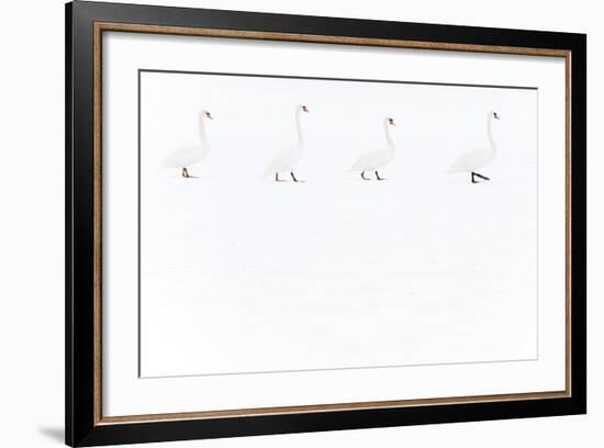 Mute Swan (Cygnus Olor) Group of Four Camouflaged Against Winter Snow-Edwin Giesbers-Framed Photographic Print