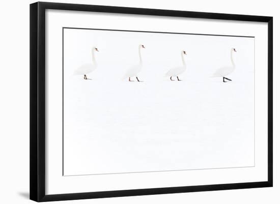 Mute Swan (Cygnus Olor) Group of Four Camouflaged Against Winter Snow-Edwin Giesbers-Framed Photographic Print