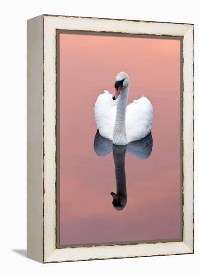 Mute Swan (Cygnus Olor) on Water with Reflection, Shapwick Heath Nr, Somerset Levels, Somerset, UK-Ross Hoddinott-Framed Premier Image Canvas