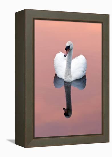 Mute Swan (Cygnus Olor) on Water with Reflection, Shapwick Heath Nr, Somerset Levels, Somerset, UK-Ross Hoddinott-Framed Premier Image Canvas