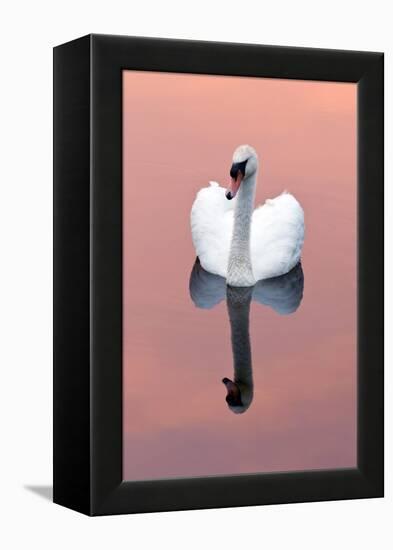 Mute Swan (Cygnus Olor) on Water with Reflection, Shapwick Heath Nr, Somerset Levels, Somerset, UK-Ross Hoddinott-Framed Premier Image Canvas