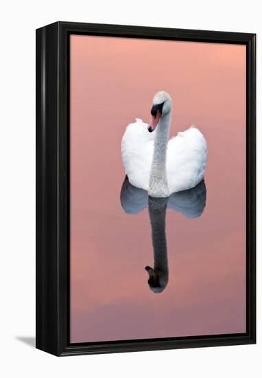 Mute Swan (Cygnus Olor) on Water with Reflection, Shapwick Heath Nr, Somerset Levels, Somerset, UK-Ross Hoddinott-Framed Premier Image Canvas