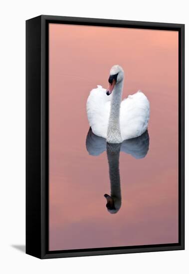 Mute Swan (Cygnus Olor) on Water with Reflection, Shapwick Heath Nr, Somerset Levels, Somerset, UK-Ross Hoddinott-Framed Premier Image Canvas