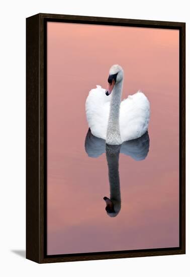 Mute Swan (Cygnus Olor) on Water with Reflection, Shapwick Heath Nr, Somerset Levels, Somerset, UK-Ross Hoddinott-Framed Premier Image Canvas