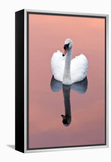 Mute Swan (Cygnus Olor) on Water with Reflection, Shapwick Heath Nr, Somerset Levels, Somerset, UK-Ross Hoddinott-Framed Premier Image Canvas