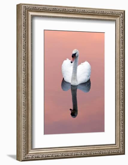 Mute Swan (Cygnus Olor) on Water with Reflection, Shapwick Heath Nr, Somerset Levels, Somerset, UK-Ross Hoddinott-Framed Photographic Print