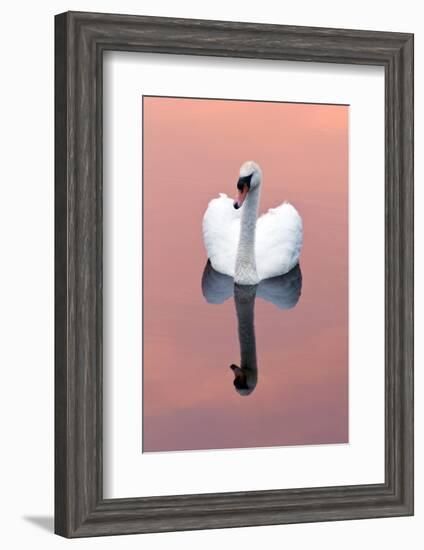 Mute Swan (Cygnus Olor) on Water with Reflection, Shapwick Heath Nr, Somerset Levels, Somerset, UK-Ross Hoddinott-Framed Photographic Print