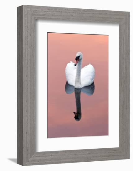 Mute Swan (Cygnus Olor) on Water with Reflection, Shapwick Heath Nr, Somerset Levels, Somerset, UK-Ross Hoddinott-Framed Photographic Print