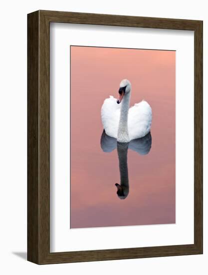 Mute Swan (Cygnus Olor) on Water with Reflection, Shapwick Heath Nr, Somerset Levels, Somerset, UK-Ross Hoddinott-Framed Photographic Print