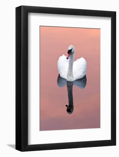 Mute Swan (Cygnus Olor) on Water with Reflection, Shapwick Heath Nr, Somerset Levels, Somerset, UK-Ross Hoddinott-Framed Photographic Print