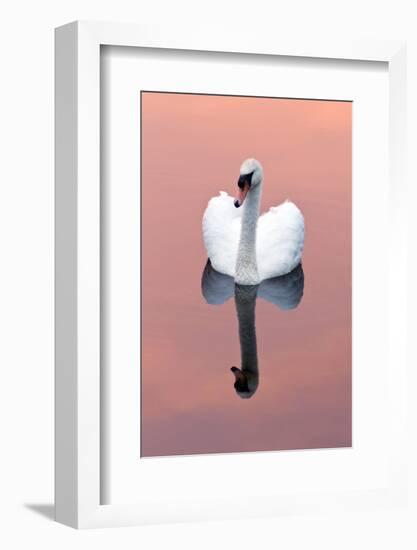 Mute Swan (Cygnus Olor) on Water with Reflection, Shapwick Heath Nr, Somerset Levels, Somerset, UK-Ross Hoddinott-Framed Photographic Print