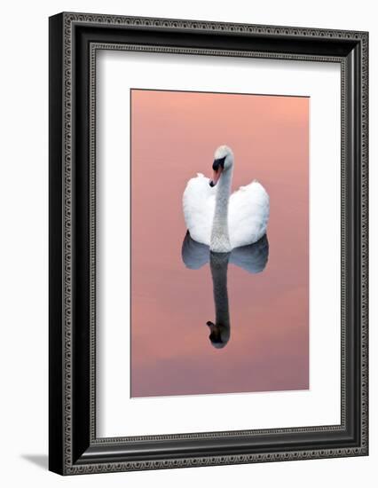 Mute Swan (Cygnus Olor) on Water with Reflection, Shapwick Heath Nr, Somerset Levels, Somerset, UK-Ross Hoddinott-Framed Photographic Print