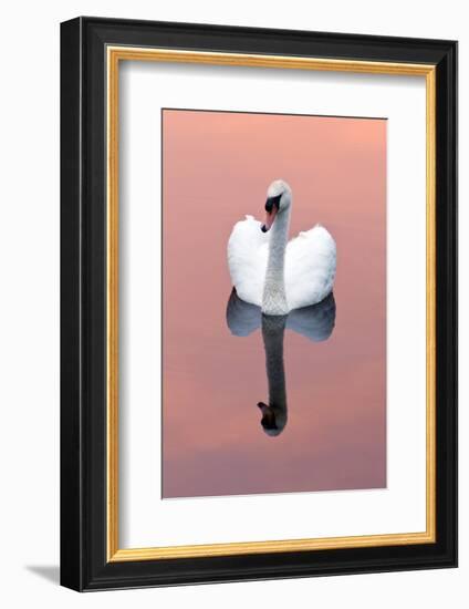 Mute Swan (Cygnus Olor) on Water with Reflection, Shapwick Heath Nr, Somerset Levels, Somerset, UK-Ross Hoddinott-Framed Photographic Print