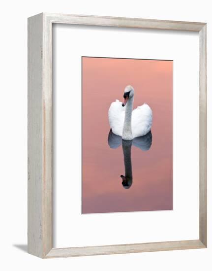 Mute Swan (Cygnus Olor) on Water with Reflection, Shapwick Heath Nr, Somerset Levels, Somerset, UK-Ross Hoddinott-Framed Photographic Print