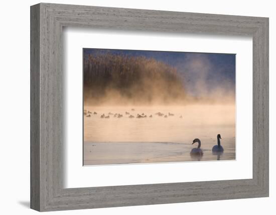 Mute Swan (Cygnus Olor) Pair on Misty Lake-Edwin Giesbers-Framed Photographic Print