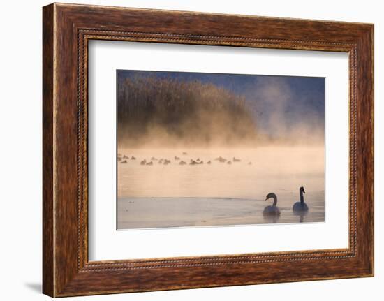 Mute Swan (Cygnus Olor) Pair on Misty Lake-Edwin Giesbers-Framed Photographic Print