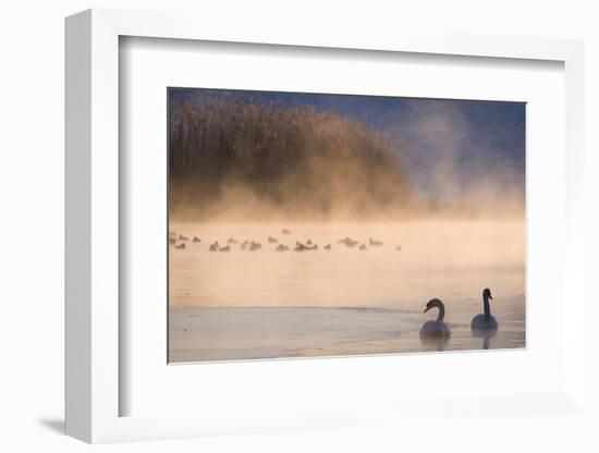 Mute Swan (Cygnus Olor) Pair on Misty Lake-Edwin Giesbers-Framed Photographic Print