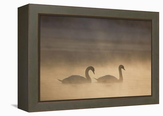 Mute Swan (Cygnus Olor) Pair on Water in Winter Dawn Mist, Loch Insh, Cairngorms Np, Highlands, UK-Peter Cairns-Framed Premier Image Canvas