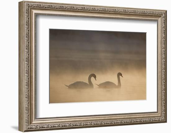 Mute Swan (Cygnus Olor) Pair on Water in Winter Dawn Mist, Loch Insh, Cairngorms Np, Highlands, UK-Peter Cairns-Framed Photographic Print