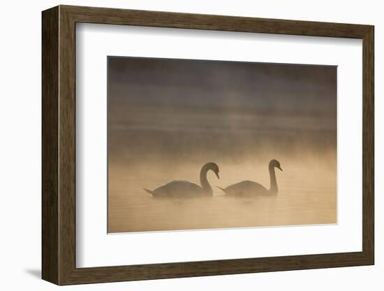 Mute Swan (Cygnus Olor) Pair on Water in Winter Dawn Mist, Loch Insh, Cairngorms Np, Highlands, UK-Peter Cairns-Framed Photographic Print