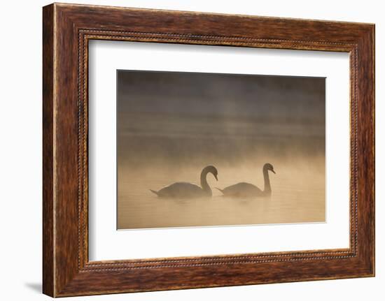 Mute Swan (Cygnus Olor) Pair on Water in Winter Dawn Mist, Loch Insh, Cairngorms Np, Highlands, UK-Peter Cairns-Framed Photographic Print