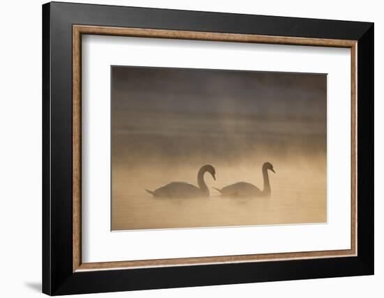 Mute Swan (Cygnus Olor) Pair on Water in Winter Dawn Mist, Loch Insh, Cairngorms Np, Highlands, UK-Peter Cairns-Framed Photographic Print