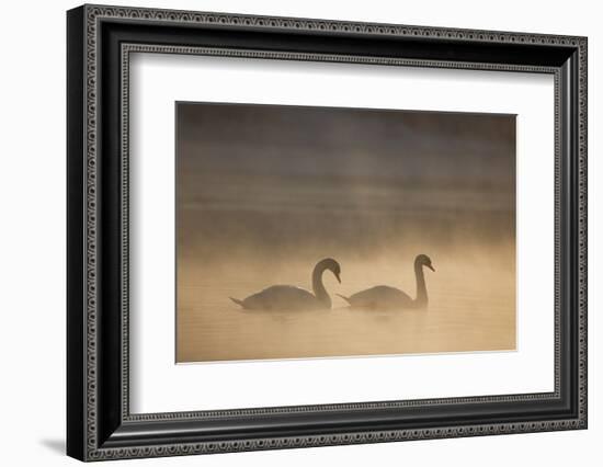 Mute Swan (Cygnus Olor) Pair on Water in Winter Dawn Mist, Loch Insh, Cairngorms Np, Highlands, UK-Peter Cairns-Framed Photographic Print