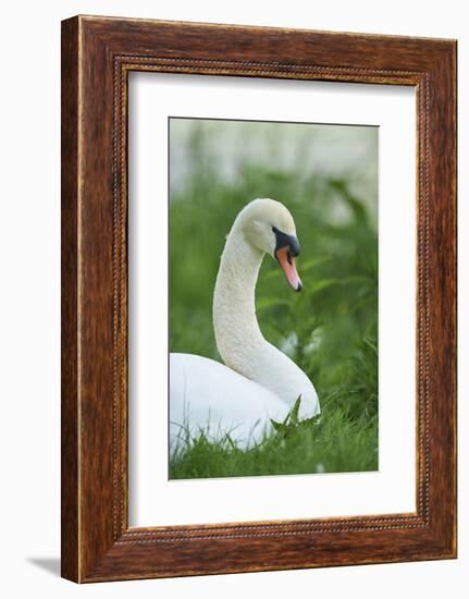 mute swan, Cygnus olor, portrait-David & Micha Sheldon-Framed Photographic Print