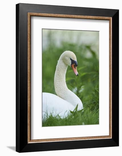 mute swan, Cygnus olor, portrait-David & Micha Sheldon-Framed Photographic Print