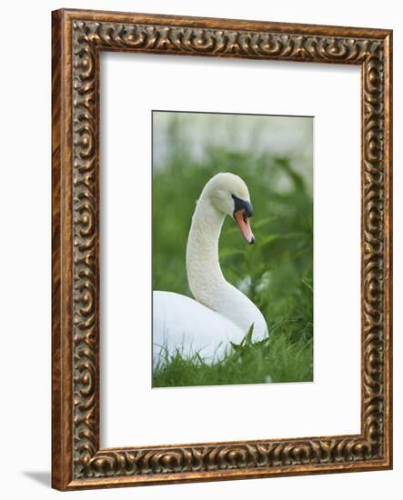 mute swan, Cygnus olor, portrait-David & Micha Sheldon-Framed Photographic Print