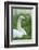 mute swan, Cygnus olor, portrait-David & Micha Sheldon-Framed Photographic Print