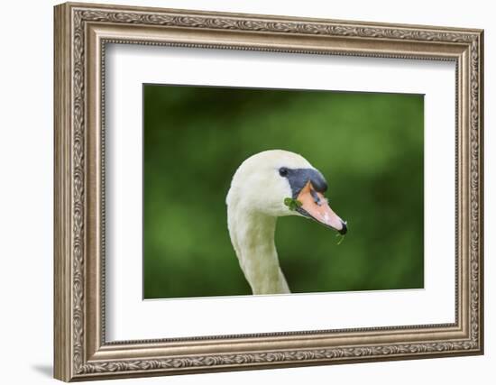 mute swan, Cygnus olor, portrait-David & Micha Sheldon-Framed Photographic Print