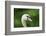 mute swan, Cygnus olor, portrait-David & Micha Sheldon-Framed Photographic Print