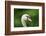 mute swan, Cygnus olor, portrait-David & Micha Sheldon-Framed Photographic Print