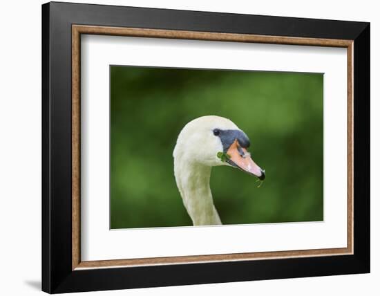 mute swan, Cygnus olor, portrait-David & Micha Sheldon-Framed Photographic Print