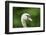 mute swan, Cygnus olor, portrait-David & Micha Sheldon-Framed Photographic Print