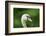 mute swan, Cygnus olor, portrait-David & Micha Sheldon-Framed Photographic Print