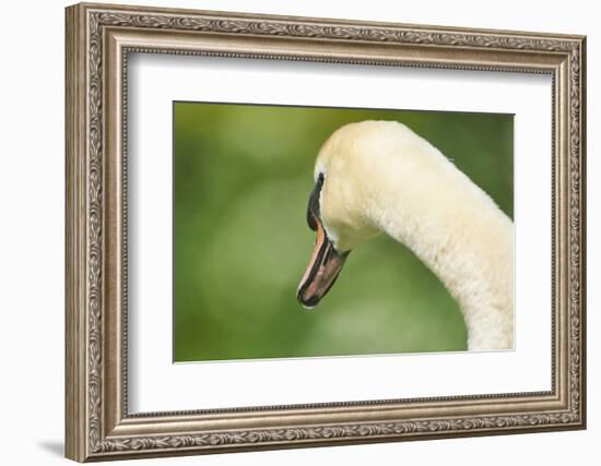 mute swan, Cygnus olor, portrait-David & Micha Sheldon-Framed Photographic Print