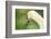 mute swan, Cygnus olor, portrait-David & Micha Sheldon-Framed Photographic Print